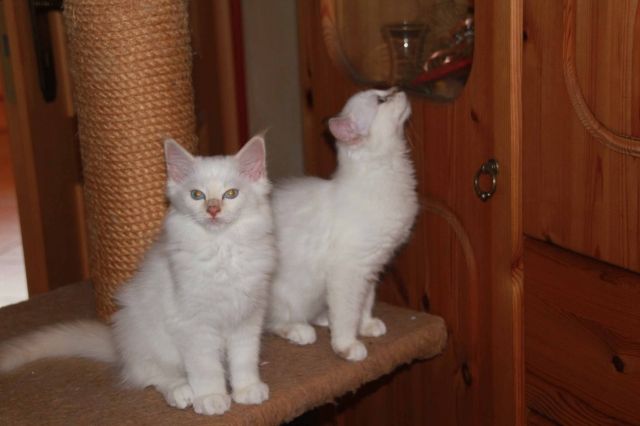 Birma Katzen zu verkaufen | tieranzeigen.net