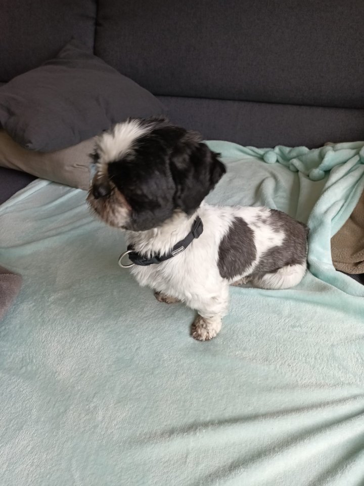 Shih Tzu Hündin 2,5 Jahre - Hunde - Viersen