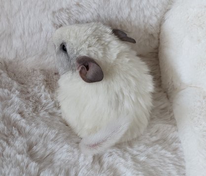 Chinchilla Männchen Silberschecke - Nagetiere - Berlin
