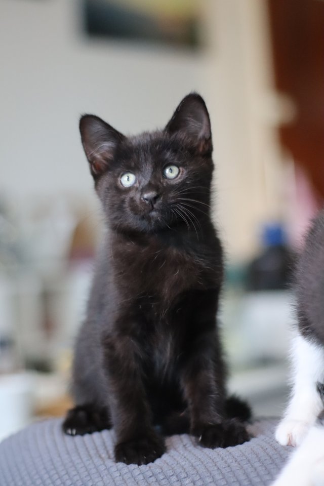 Ab sofort Kätzchen abzugeben - Katzen - Leimen