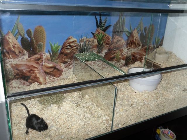 Schildkrötenbecken für Nager - Terrarien - Freigericht