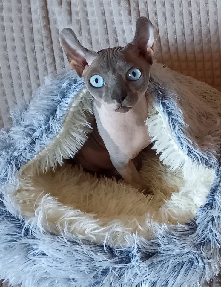 Deckkater, Kanadischer Sphynx - Katzen - Kehl