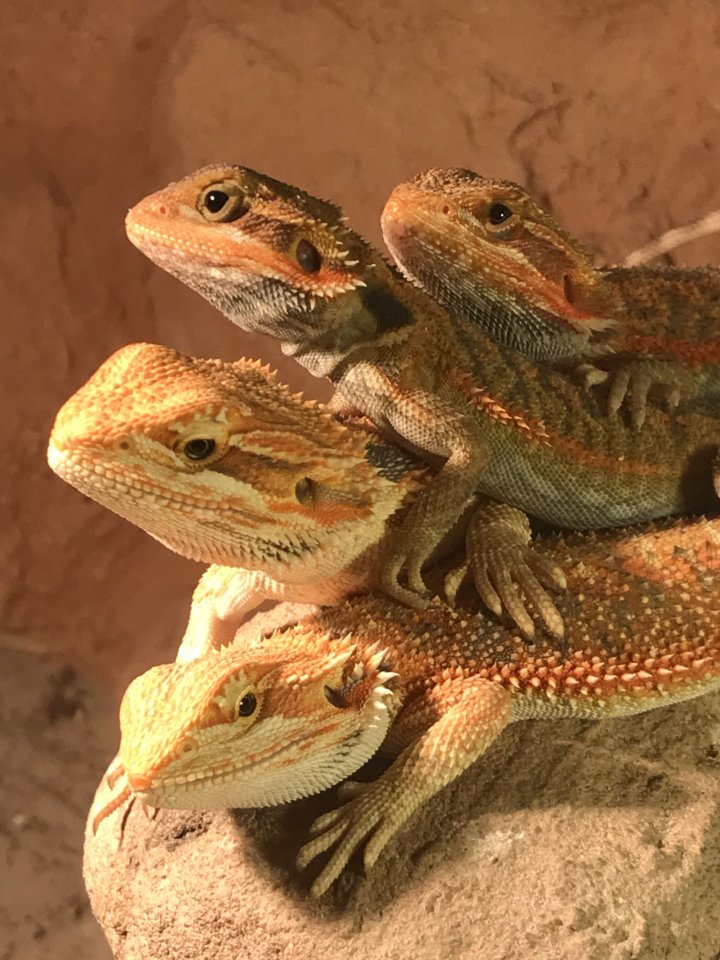 Farbagamen Jungtiere - Reptilien - Wierschem