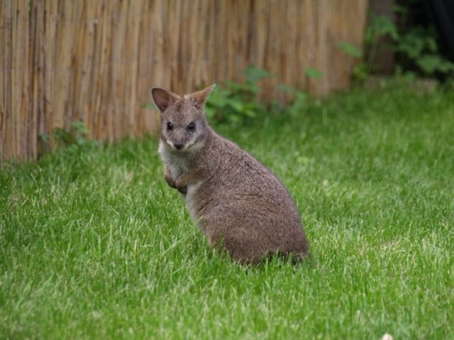 Känguruh Parma Wallaby - Sonstige Haustiere - Delbrück