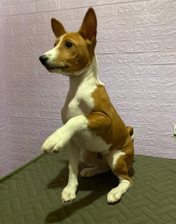 Wunderschöne Basenji Welpen - Hunde - Bad Driburg