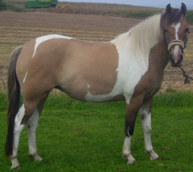 Norweger Mix Pferd Kaufen