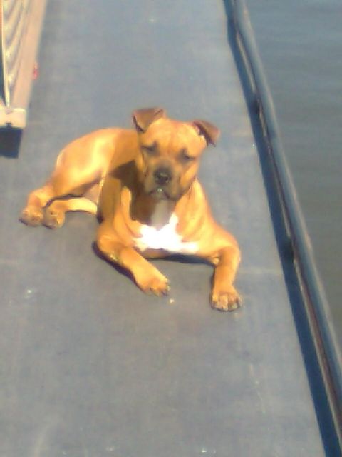Amstaff hündin zu verkaufen - Hunde - ilsfeld