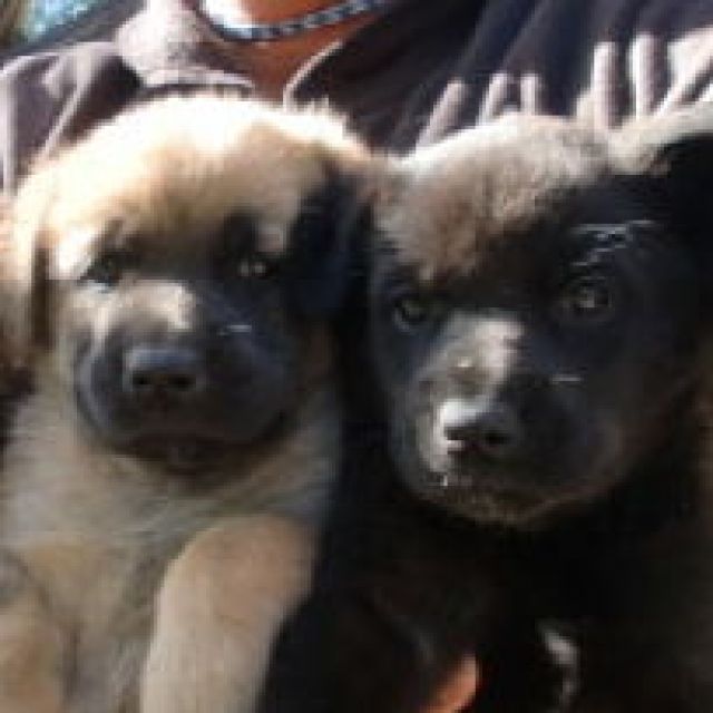 Rudolph, Prancer, Frosty - Lab-Mix. - Tiere In Not - breed