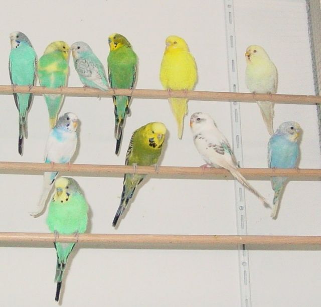 Wellensittiche und Ziegensittiche nestjung - Voegel - Lohmar