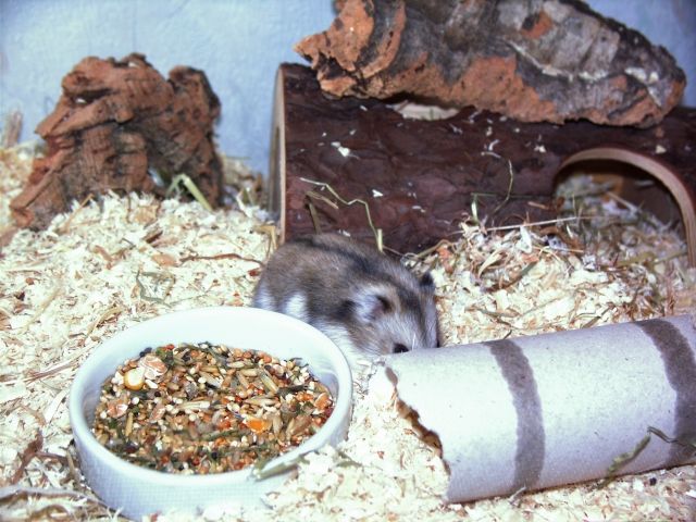 Dschungarische Zwerghamster - Hamster - Berlin