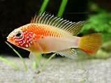 Apistogramma macmasteri und cacaduoides - Fische - Schwabmünchen 