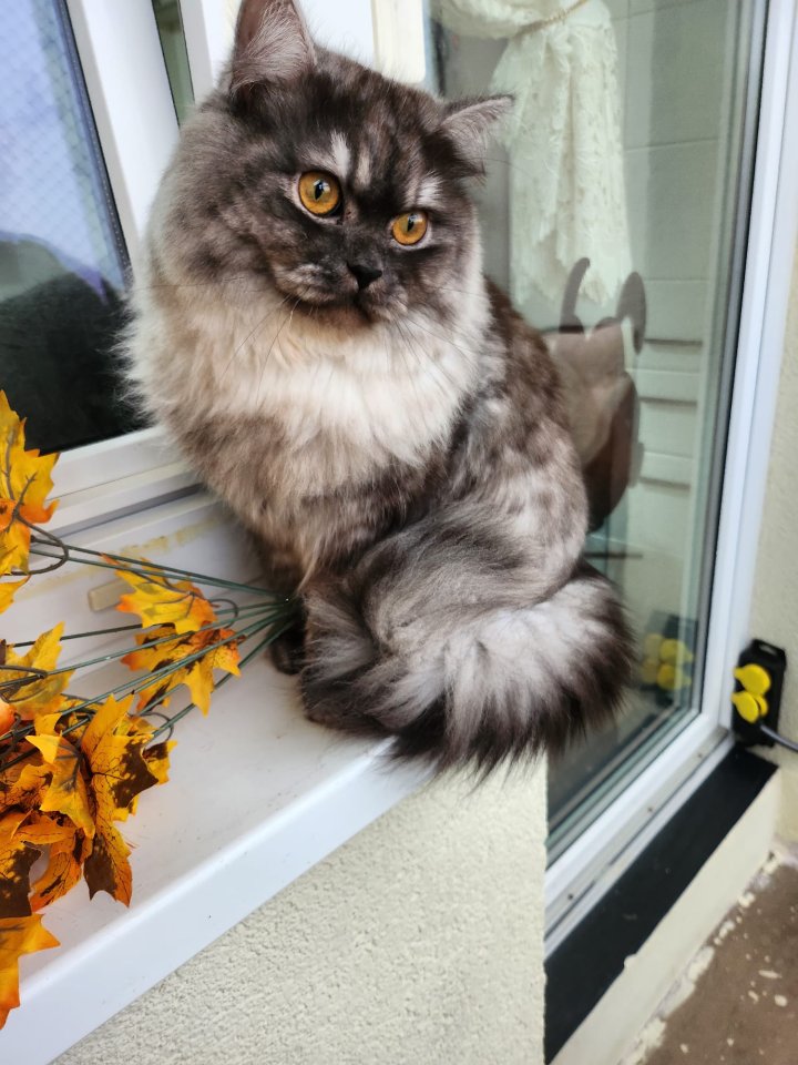 BHK Kater Langehare - Katzen - bernau