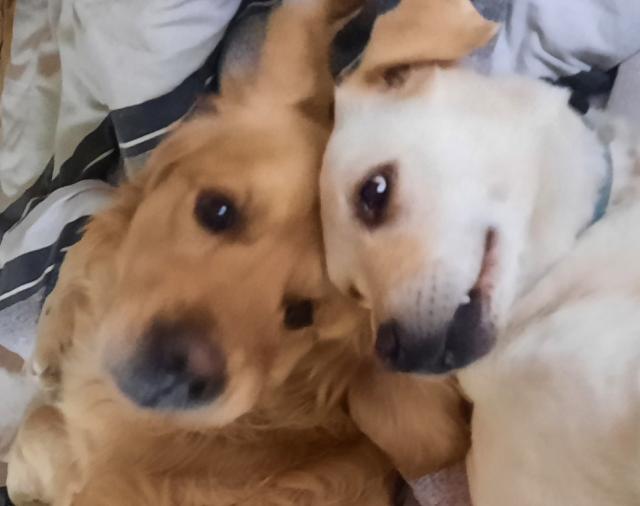 Hundebetreuung - Hunde - Eschweiler