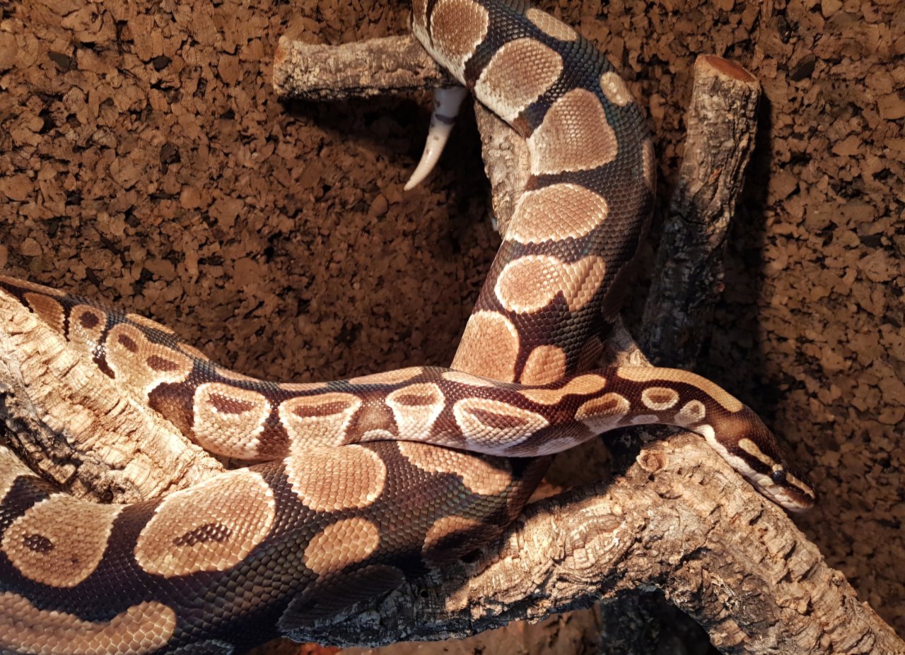 Königspython Weibchen adult - Reptilien - Düsseldorf