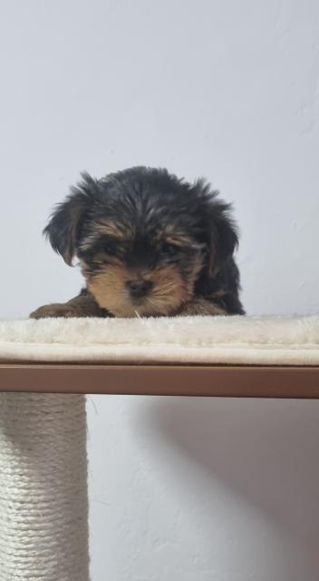 Yorkshire Terrier Welpen Reinrassigen  - Hunde - Hamburg 