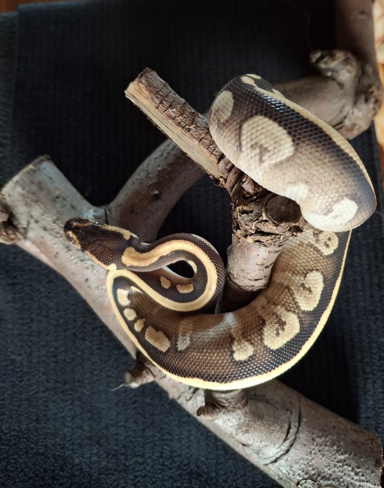 Biete Junge Königspython an - Reptilien - Datteln