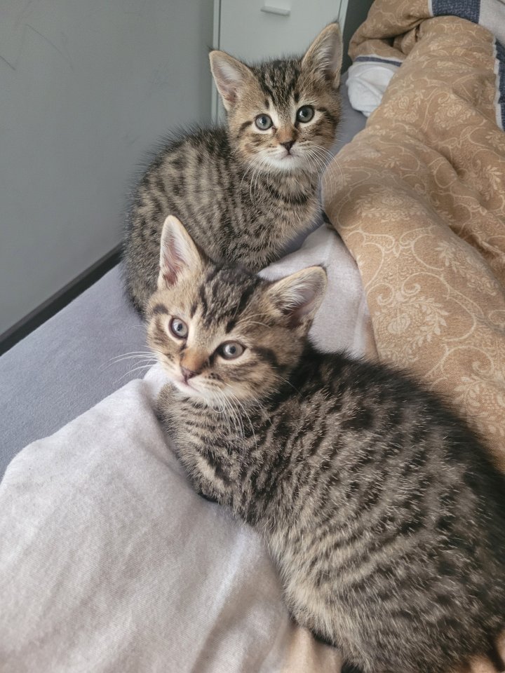 BKH Mix Kitten suchen neuen Kuschel Partner - Katzen - Hückelhoven