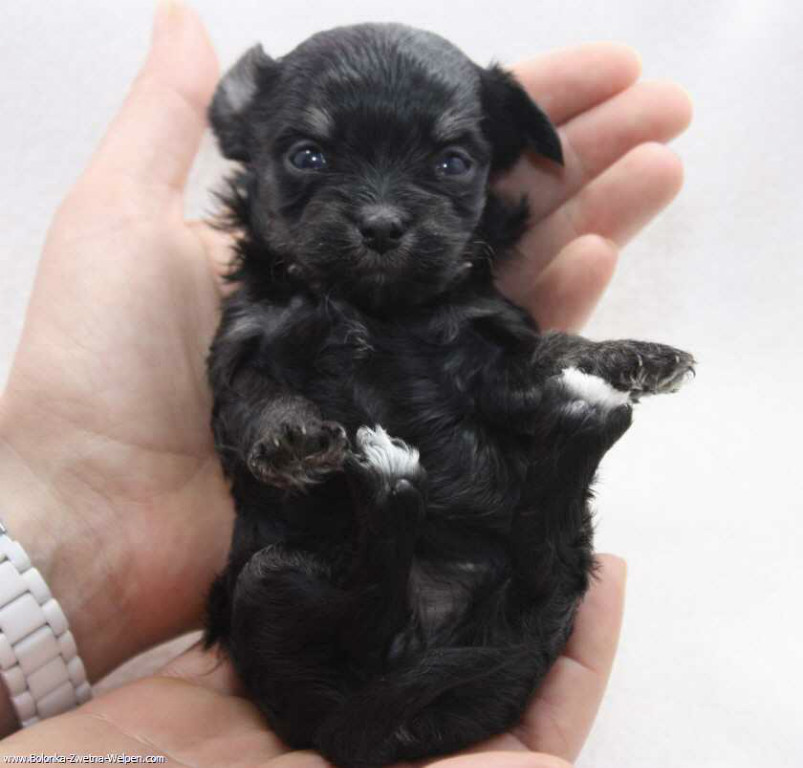 Bolonka-Zwetna-Welpen mit niedlichen Gesichtern - Hunde - München