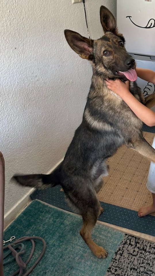 Kaylo sucht dringend neues zu Hause - Hunde - Minden