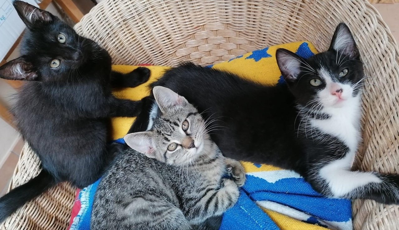 Hauskatze Katzenkinder Katze Kater Kitten - Katzen - Schirgiswalde-Kirschau