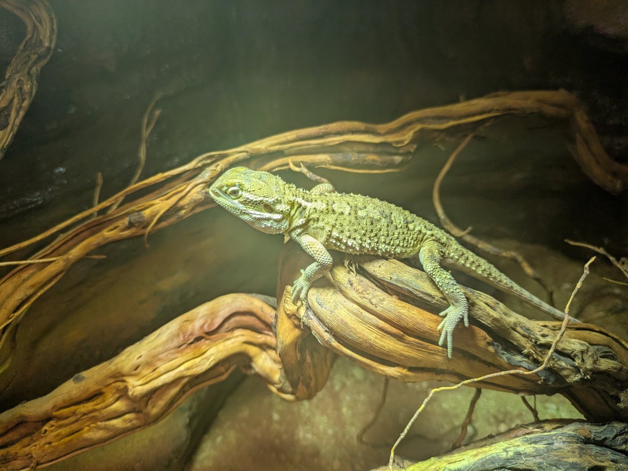 Zwergbartagagame pogona henrylawsoni ca. 2 Jahre alt - Reptilien - Falkensee