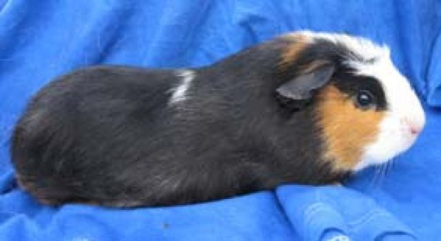 Hübsches Cuy-Mädchen - Riesenmeerschweinchen - in spw abzugeben - Meerschweinchen - Borna