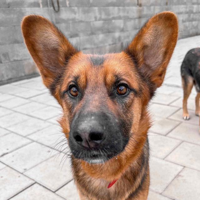 Geronimo...liebenswerter Familienhund - Hunde - Hünfelden