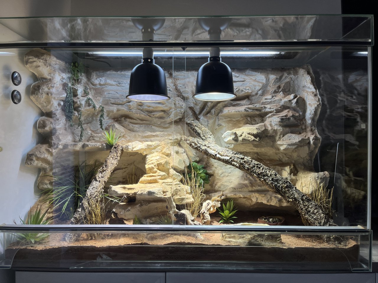 Zwergbartagame mit Terrarium - Reptilien - Moers