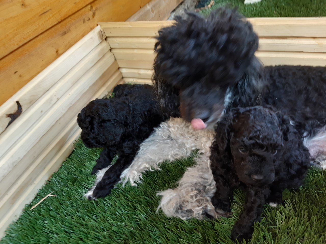 Klein Pudelwelpen mitte Juli zu Verkaufen - Hunde - Vollersode