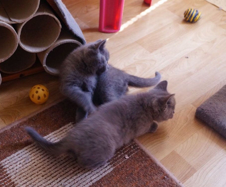 Britisch Kurzhaar Kitten - Katzen - Hannover