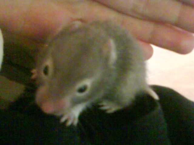 Verkaufe süße Goldhamsterbabys - Hamster - Böheimkirchen