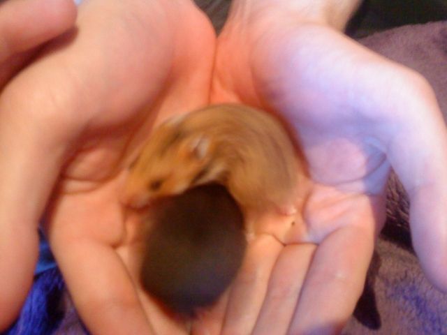 Hamster Babys suchen neues Zuhause - Hamster - Leverkusen