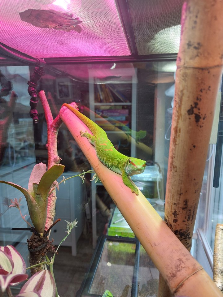 MADAGASKAR GRANDIS TAGGECKO  Männchen - Reptilien - Königslutter am Elm