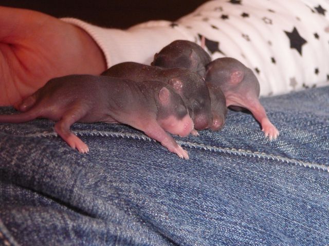Rattenbabys zu verkaufen alle Farben ab dem 30.01.2012 abzugeben - Ratten - Bensheim