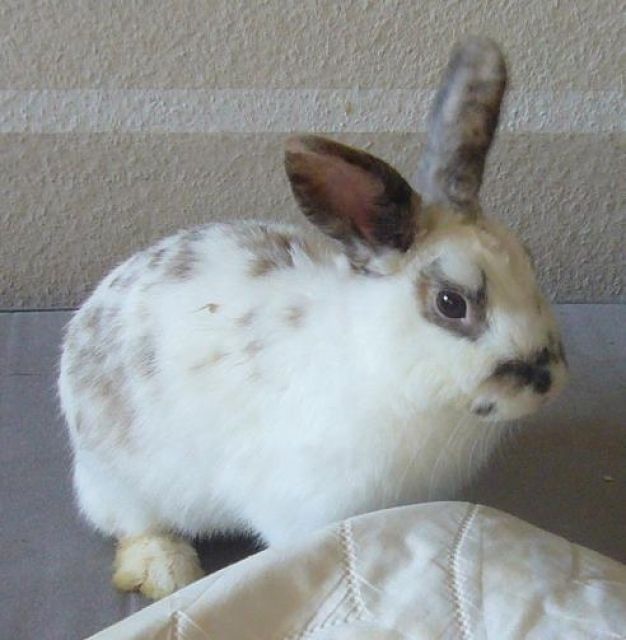 Zwerkaninchen Weibchen weiß/ schwarz geschekt abzugeben! - Hasen Kaninchen - Berlin