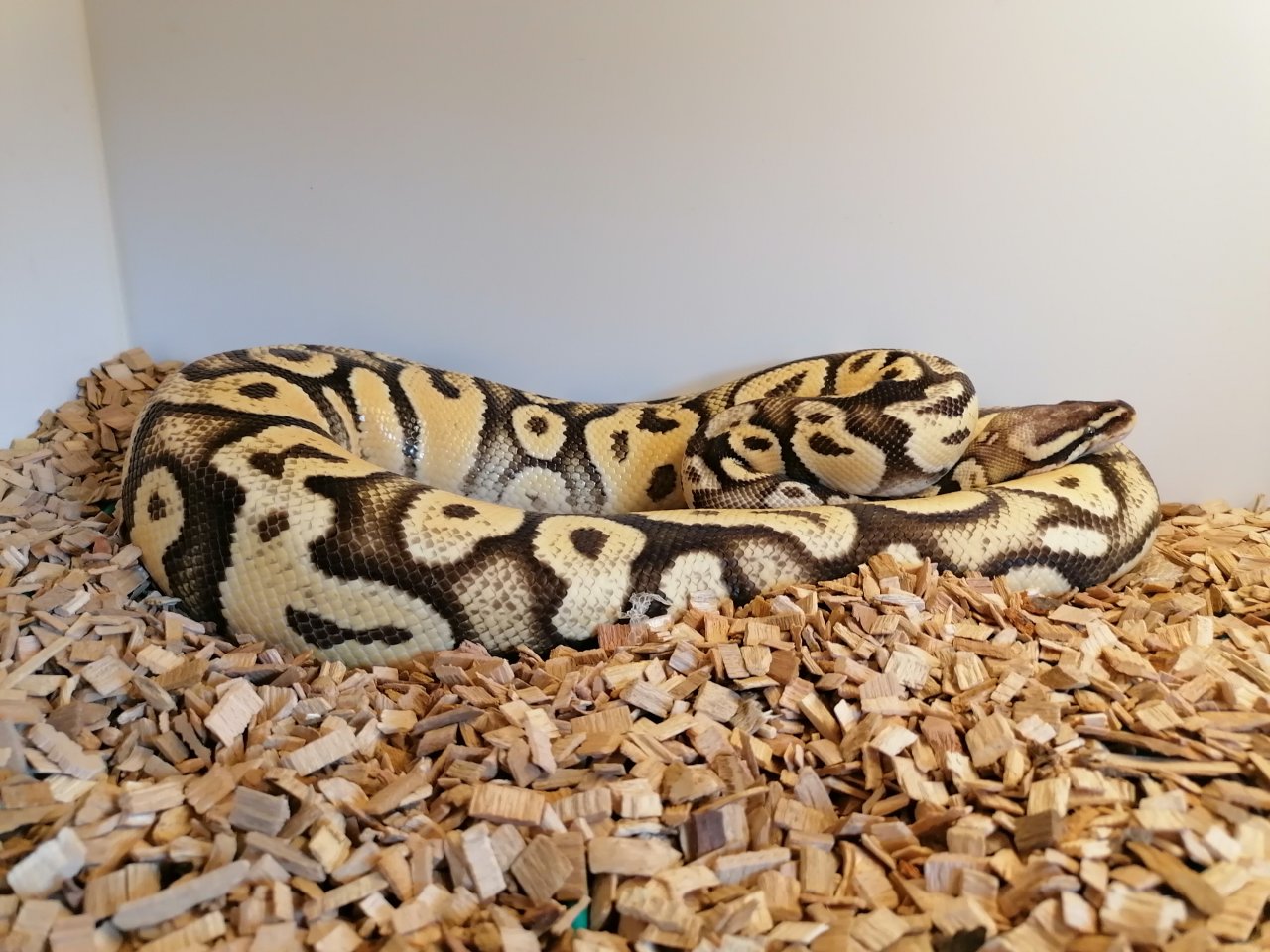 Königspython weiblich abzugeben - Reptilien - Borsdorf