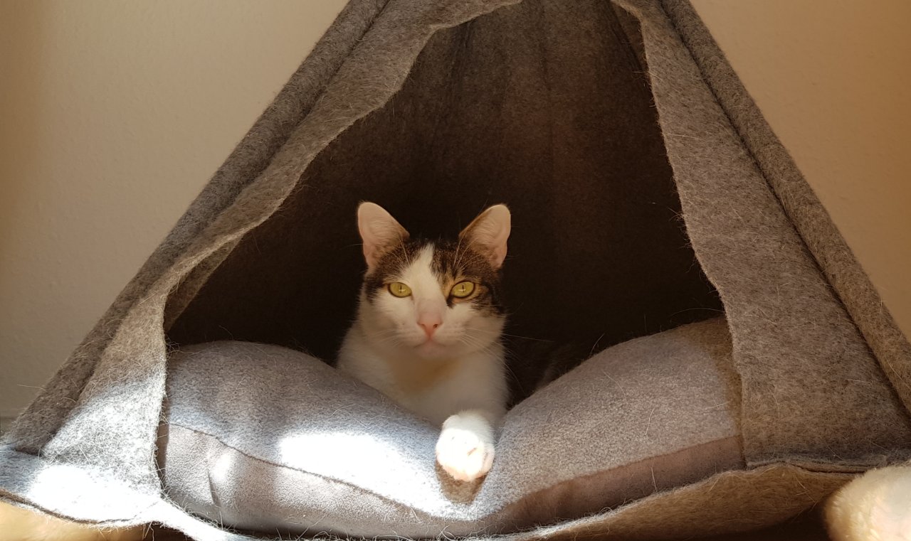 Kater abzugeben - neues Zuhause für Henry gesucht - Katzen - Oberkrämer