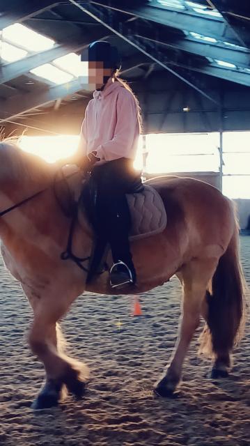 Suche Reitbeteiligung(Mensch sucht) - Reitbeteiligung - Lippstadt