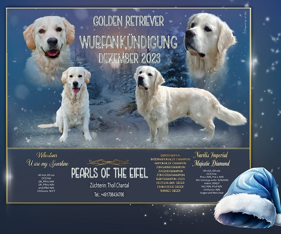 Golden Retriever  Wurfankündigung - Hunde - Wallersheim