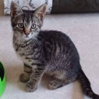2 getigerte Kätzchen abzugeben - Katzen - Kirchberg