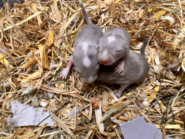 Mongolische Rennmäuse / Gerbil in und um Hamburg abzugeben - Maeuse - Hamburg