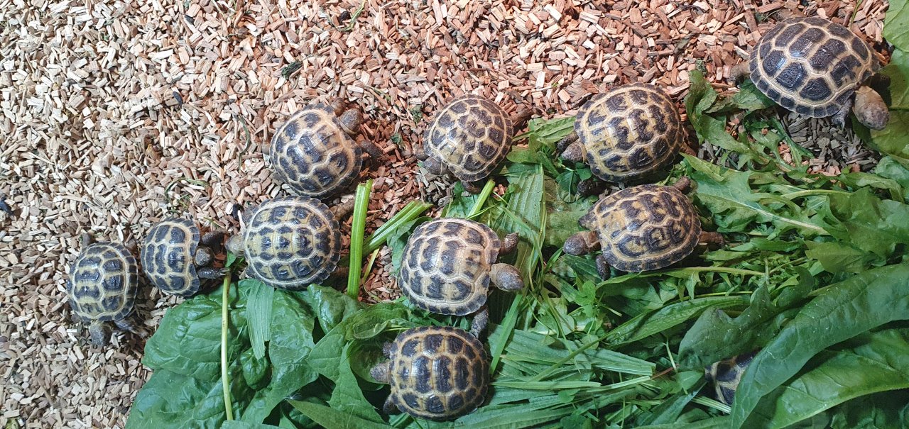 Vierzehenlandschildkröte - Reptilien - Grimma