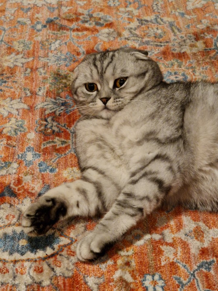 Scottish Fold / BKH Mischling Kätzin 1,5 jahre alt - Katzen - Gersthofen