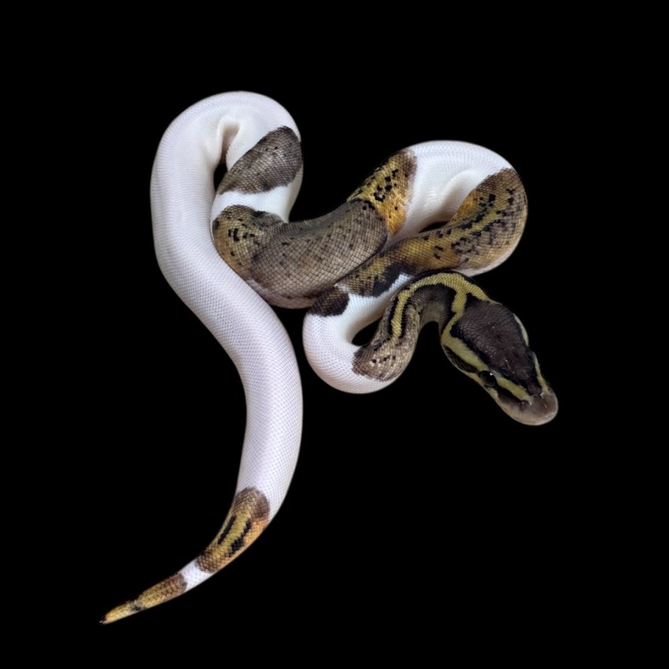 Baby Königspython 2025 - Reptilien - Köln