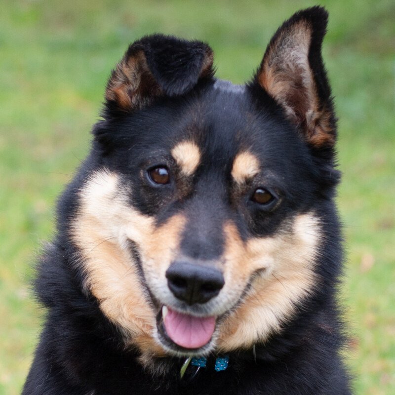 RICKY - männlich 6 Jahre 47 cm 18.6 kg Mix gechipt kastriert - Hunde - Lauf an der Pegnitz