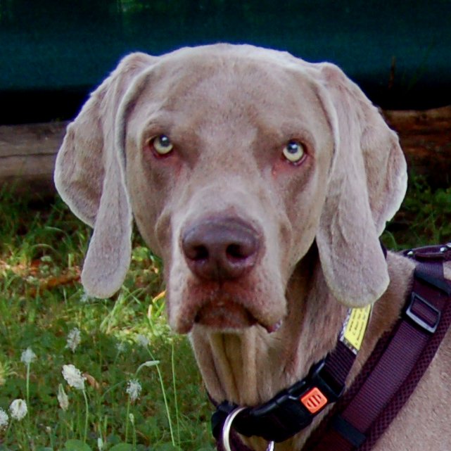 COOP - mit Ahnentafel - männlich  3 Jahre und 5 Monate  66 cm  25 kg  Weimaraner - Hunde - Lauf an der Pegnitz