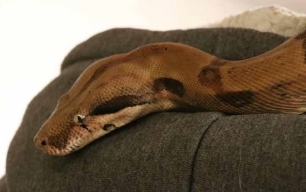 Kaiserboa / Boa Constrictor Imperator Sunglow mit Terrarium - Reptilien - Dorsten