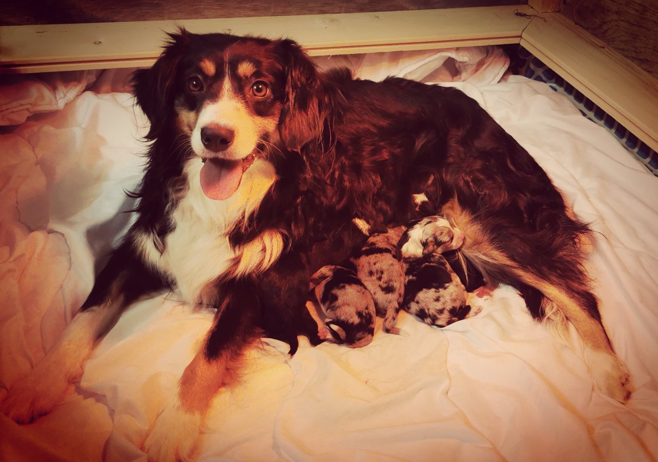 MINI Australien Shepered - Hunde - Sillian