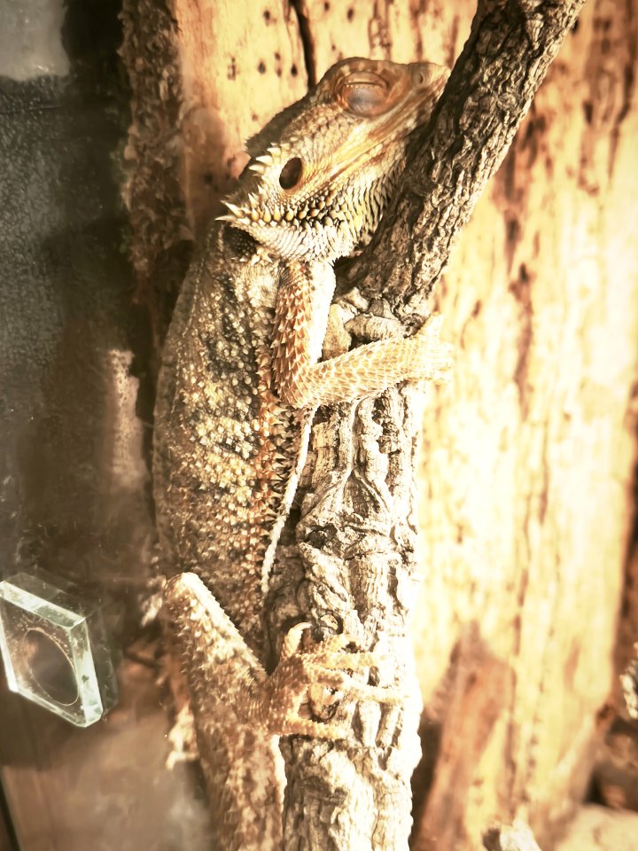 Bartagame ink. Terrarium - Reptilien - Rostock
