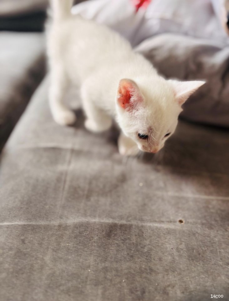 Türkische angora katzen babys - Katzen - Castrop-Rauxel